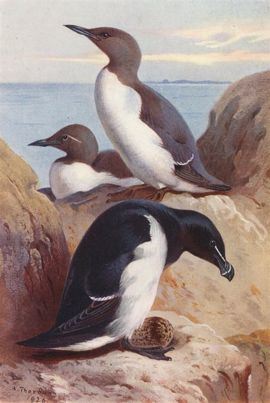 Galeirão-comum, Navalha-do-mar (litografia a cores) de Archibald Thorburn