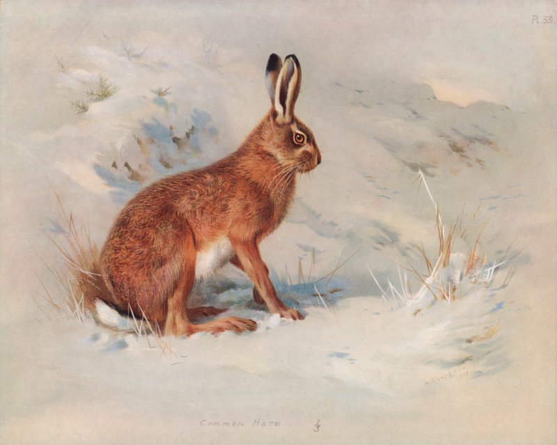 Lebre Comum de Archibald Thorburn