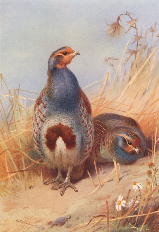 Perdiz comum (macho e fêmea) (litografia a cores) de Archibald Thorburn