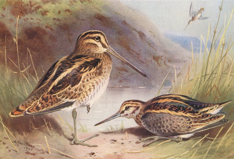 Narceja-comum, Narceja-preta (litografia a cores) de Archibald Thorburn