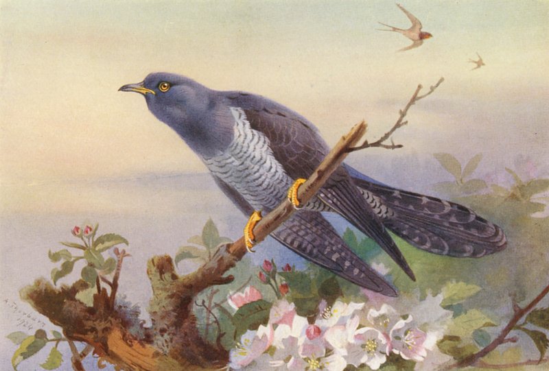 Cuco (litografia a cores) de Archibald Thorburn