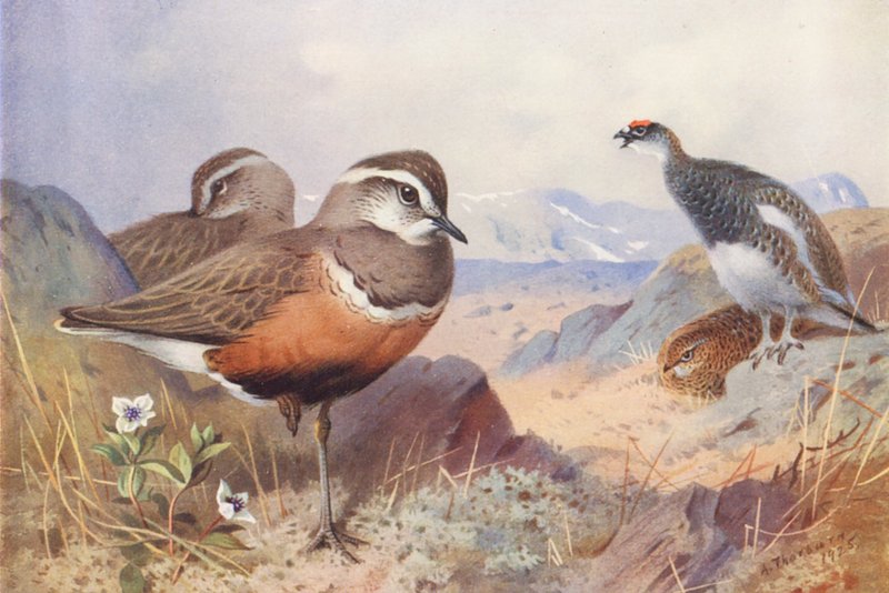 Pintarroxo, perdiz (macho e fêmea, verão) (litografia a cores) de Archibald Thorburn