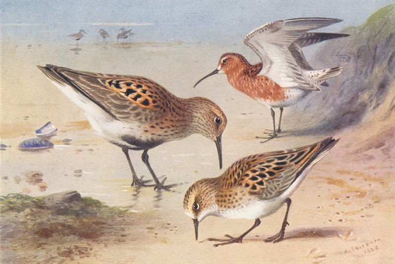 Pardela-vermelha (verão), maçarico-real (verão), maçarico-pequeno (verão) (litografia a cores) de Archibald Thorburn