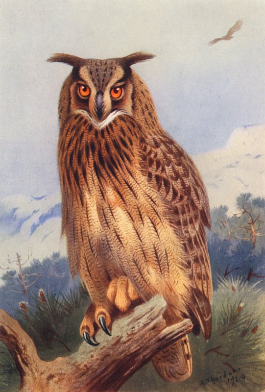 Mocho (litografia a cores) de Archibald Thorburn