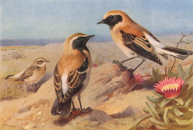 Chasco-de-bico-vermelho (fêmea), Chasco-de-bico-preto, Chasco-do-deserto (litografia a cores) de Archibald Thorburn
