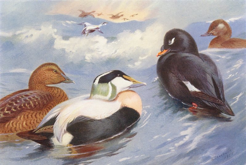 Pato-edredão (macho e fêmea), pato-veludo (macho e fêmea) (litografia a cores) de Archibald Thorburn