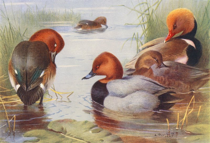 Pato-ferruginoso (macho e fêmea), Pato-de-bico-comprido (macho e fêmea), Pato-de-bico-vermelho (litografia a cores) de Archibald Thorburn
