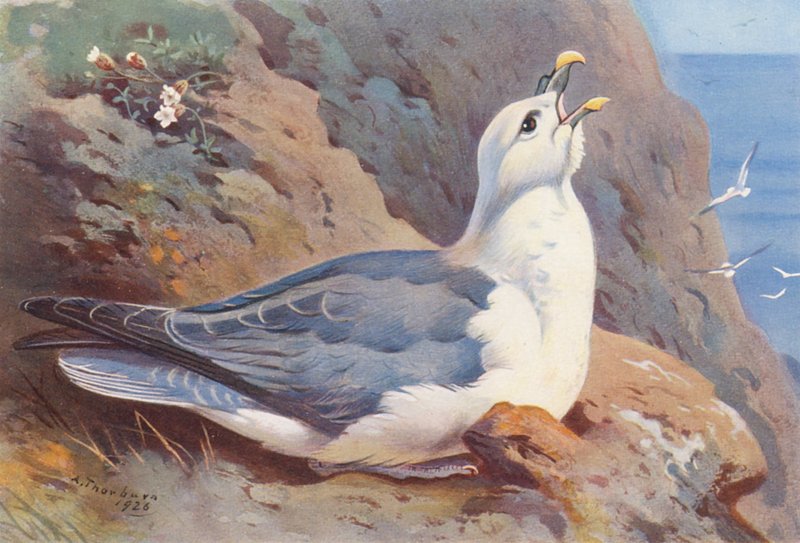 Fulmar (litografia a cores) de Archibald Thorburn