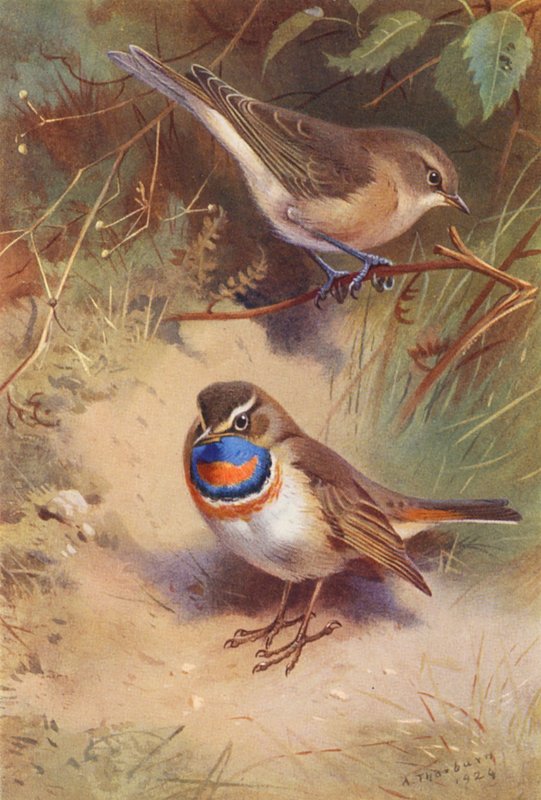 Toutinegra-dos-jardins, pisco-de-peito-azul (litografia a cores) de Archibald Thorburn