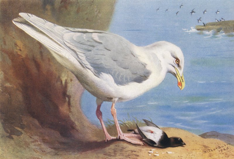 Gaivota glaucas, patola-pequena (verão) (litografia a cores) de Archibald Thorburn