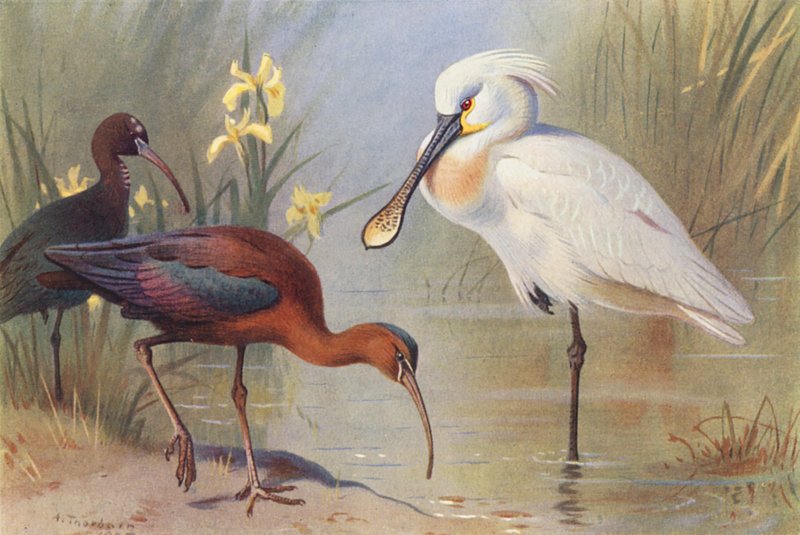 Íbis-brancos (adultos e imaturos), Colhereiro (litografia a cores) de Archibald Thorburn