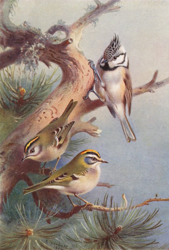 Peito-de-dourado, Peito-de-fogo, Chapim-de-crista (litografia a cores) de Archibald Thorburn