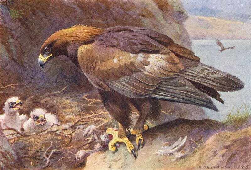 Águia dourada (litografia a cores) de Archibald Thorburn