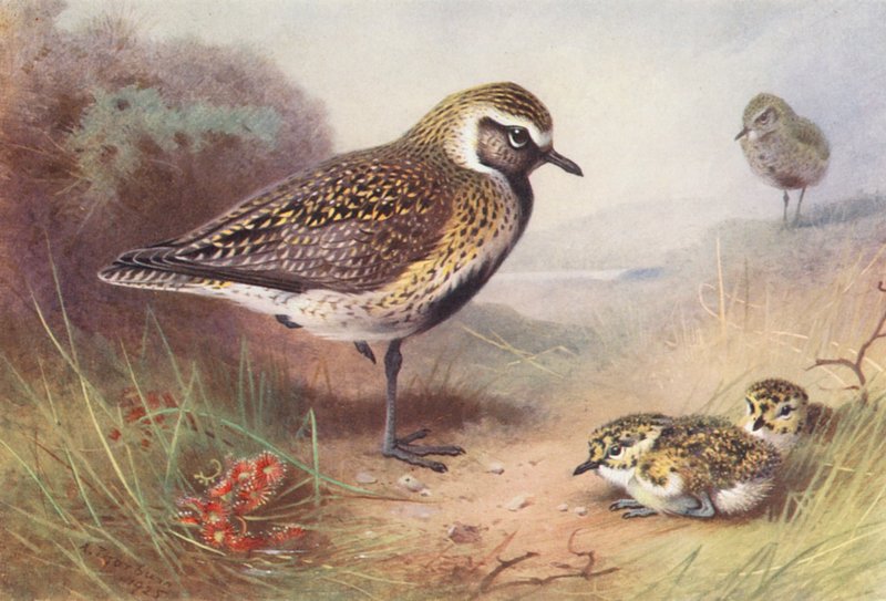 Tarambola-dourada (verão) (litografia a cores) de Archibald Thorburn