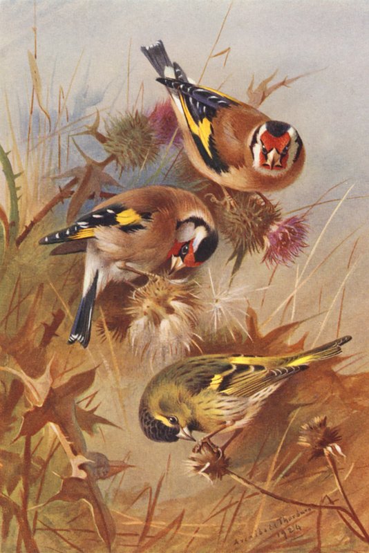 Pintassilgo, Siskin (litografia a cores) de Archibald Thorburn