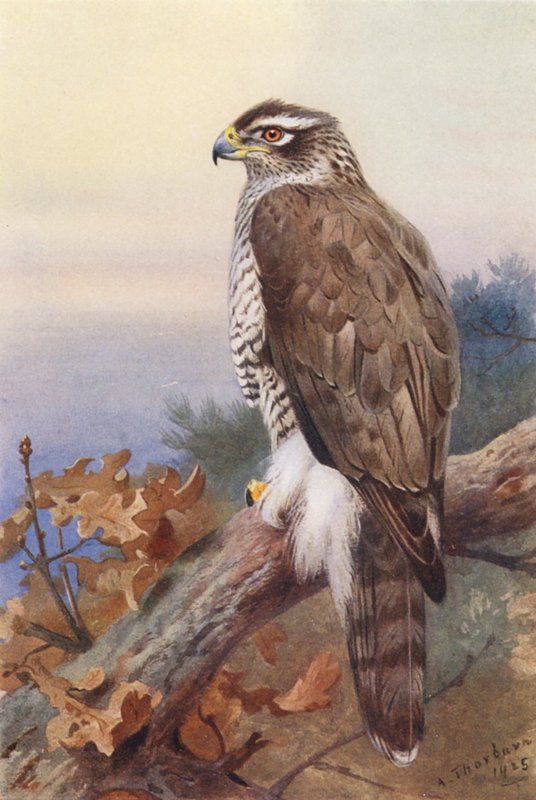 Goshawk (litografia a cores) de Archibald Thorburn