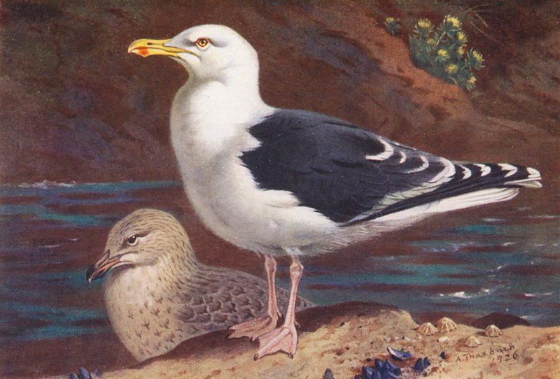 Gaivota de dorso negro (adulto e jovem) (litografia a cores) de Archibald Thorburn