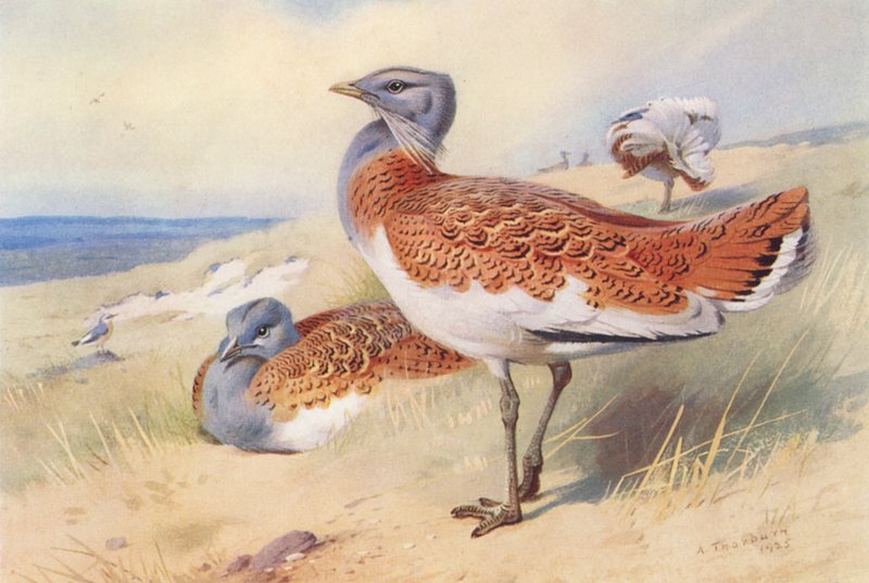 Abetarda (macho e fêmea) (litografia a cores) de Archibald Thorburn