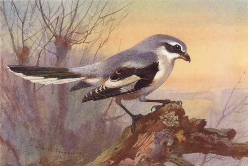 Picanço cinzento (litografia a cores) de Archibald Thorburn