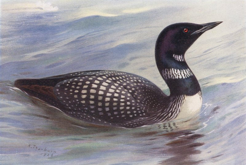 Grande Mergulhador do Norte (litografia a cores) de Archibald Thorburn