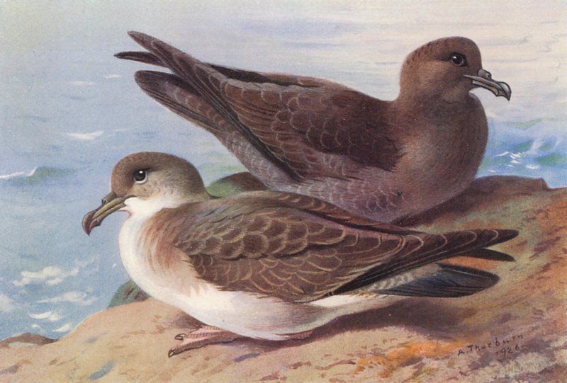 Cagarra, Cagarra-preta (litografia a cores) de Archibald Thorburn