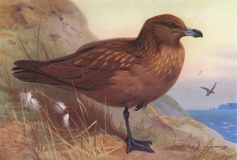 Patola-grande (litografia a cores) de Archibald Thorburn