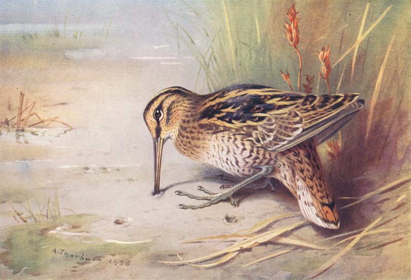 Narceja-real (litografia a cores) de Archibald Thorburn