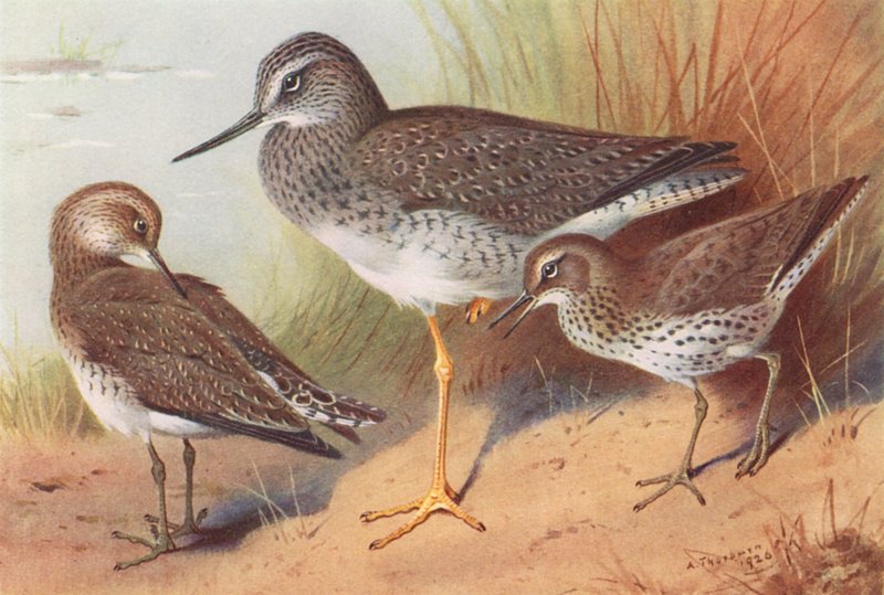 Pato-de-bico-amarelo, maçarico-solitário, maçarico-de-bico-amarelo (litografia a cores) de Archibald Thorburn