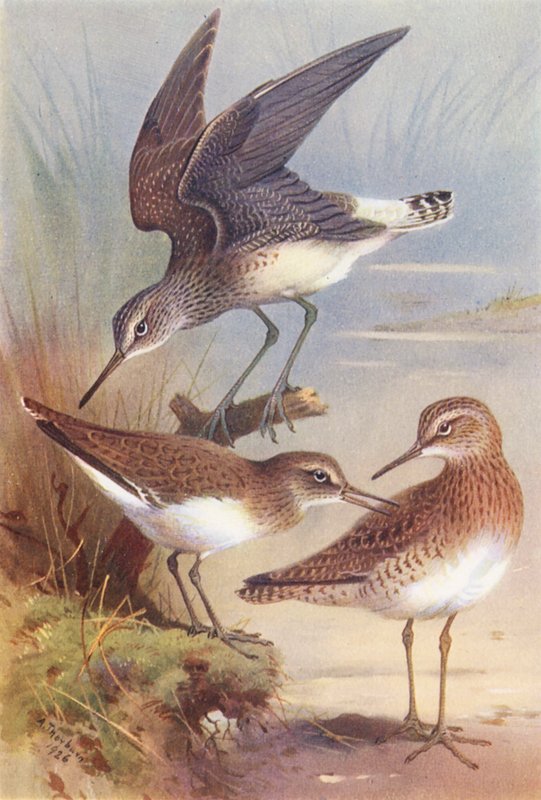 Pilrito-verde, pilrito-comum, pilrito-da-madeira (litografia a cores) de Archibald Thorburn