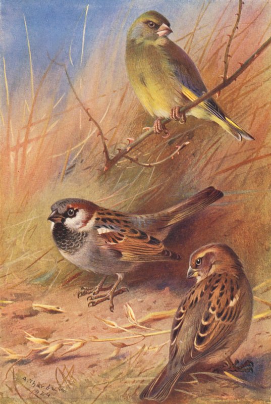 Verdilhão, pardal (macho e fêmea) (litografia a cores) de Archibald Thorburn