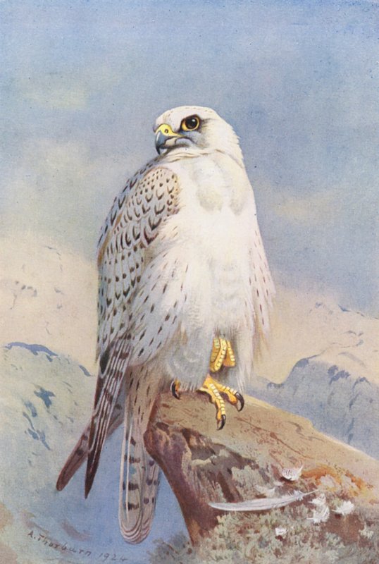 Falcão da Gronelândia (litografia a cores) de Archibald Thorburn