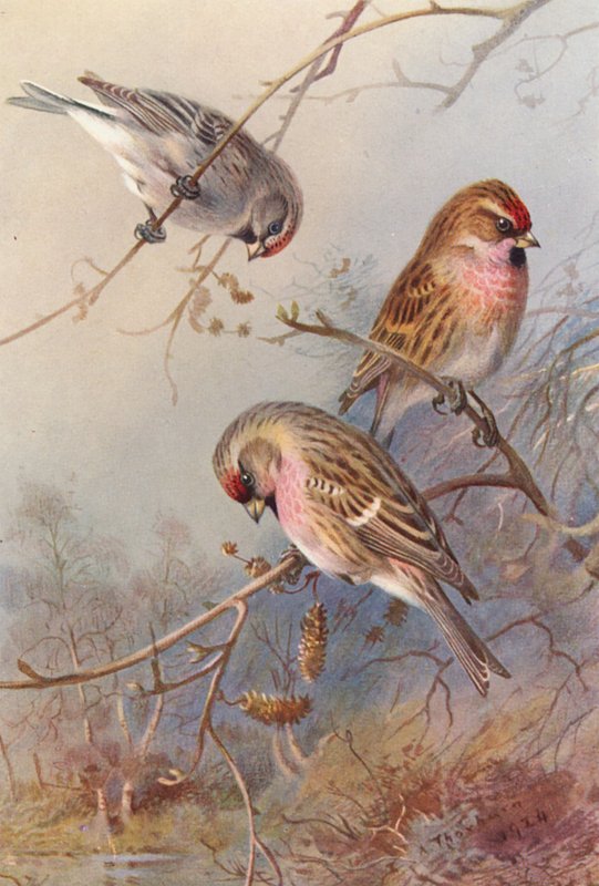 Chita-vermelha-da-Groenlândia, Chita-vermelha-pequena, Chita-vermelha-da-Malásia (litografia a cores) de Archibald Thorburn