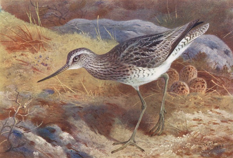 Pato-verde (litografia a cores) de Archibald Thorburn