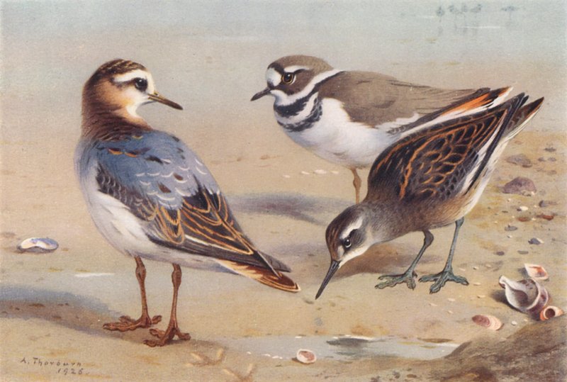 Falarope cinzento (outono), borrelho-das-rochas, falarope de pescoço vermelho (imaturo) (litografia a cores) de Archibald Thorburn