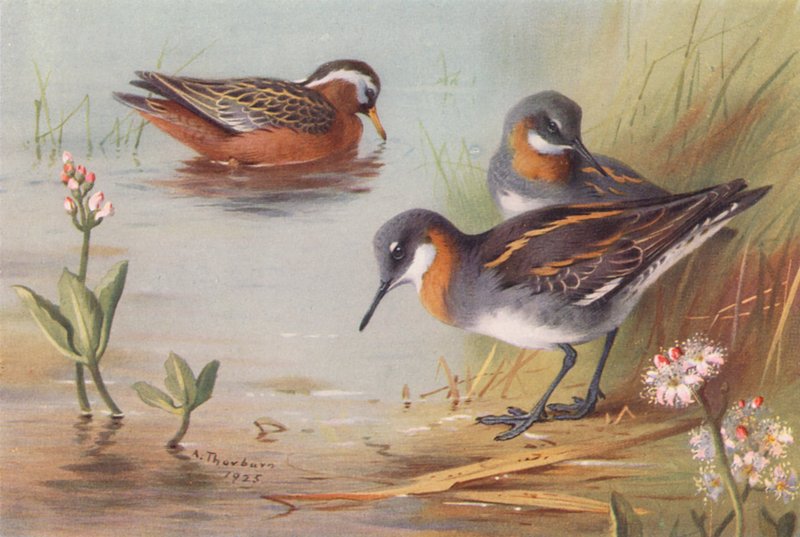 Falarope cinzento (verão), Falarope de pescoço vermelho (verão) (litografia a cores) de Archibald Thorburn