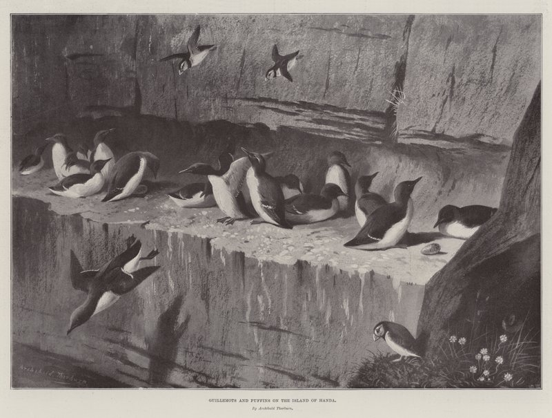 Guillemots e papagaios-do-mar na ilha de Handa de Archibald Thorburn