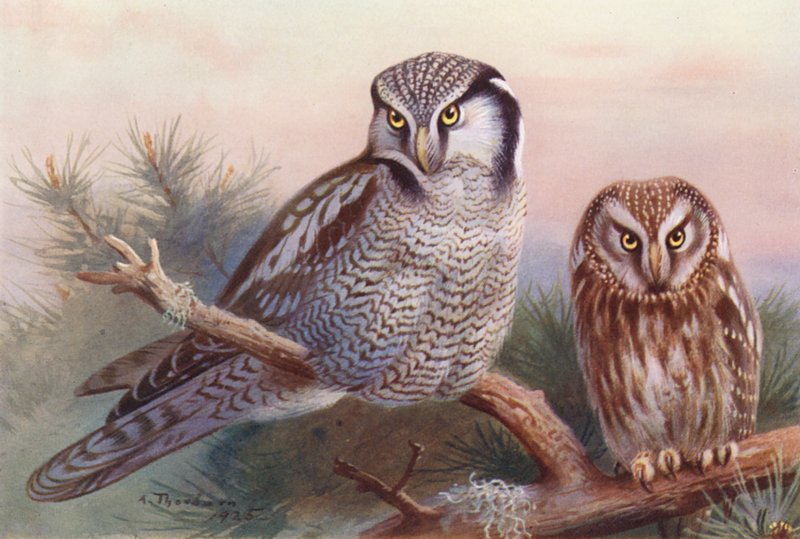 Coruja-gavião, coruja de Tengmalm (litografia a cores) de Archibald Thorburn