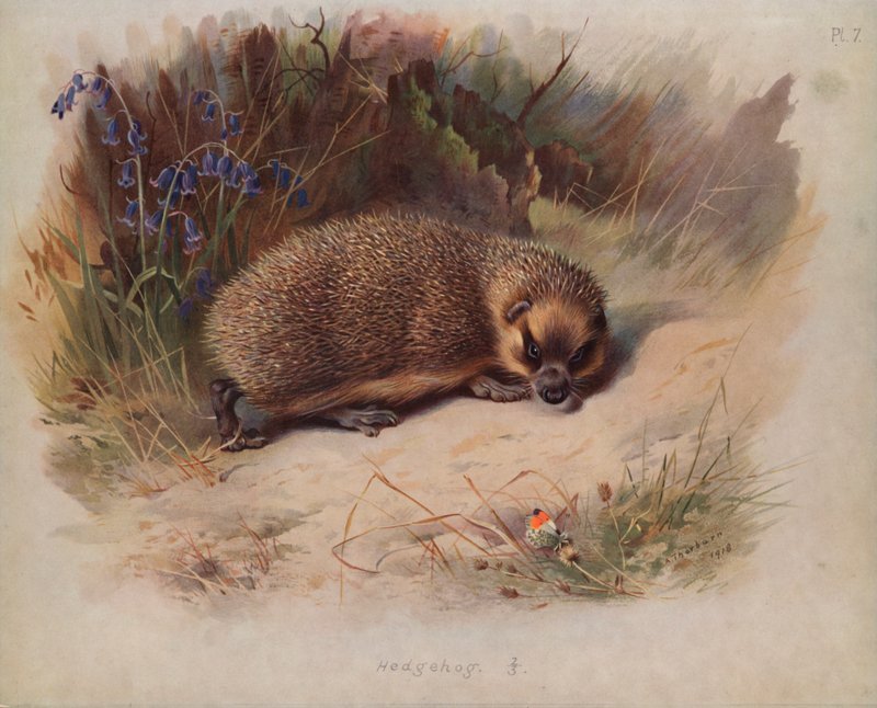 Ouriço de Archibald Thorburn