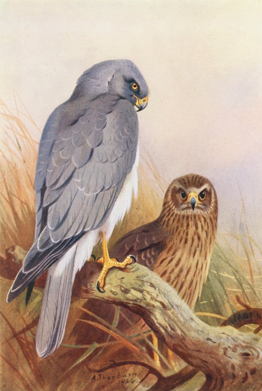 Porta-galinhas (litografia a cores) de Archibald Thorburn