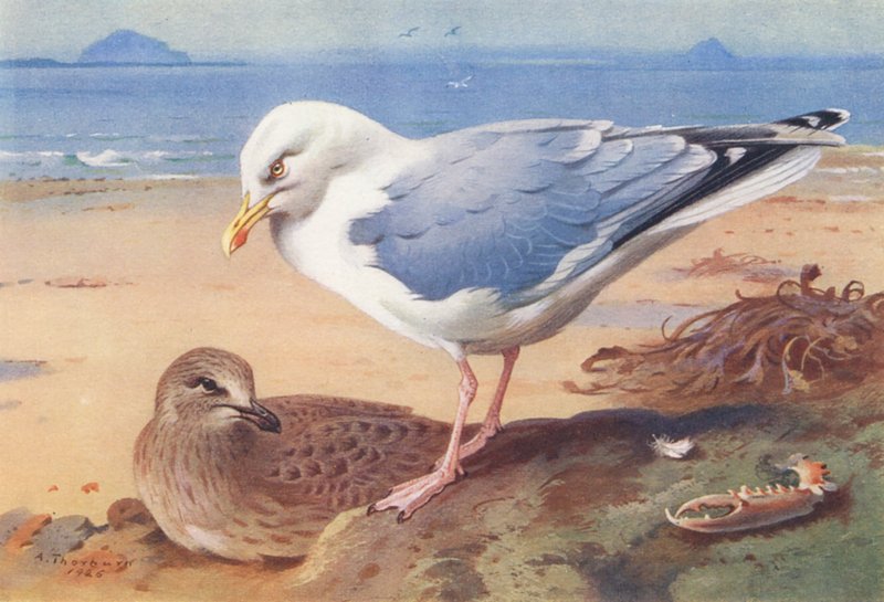 Gaivota-de-bico-vermelho (adulto e jovem) (litografia a cores) de Archibald Thorburn