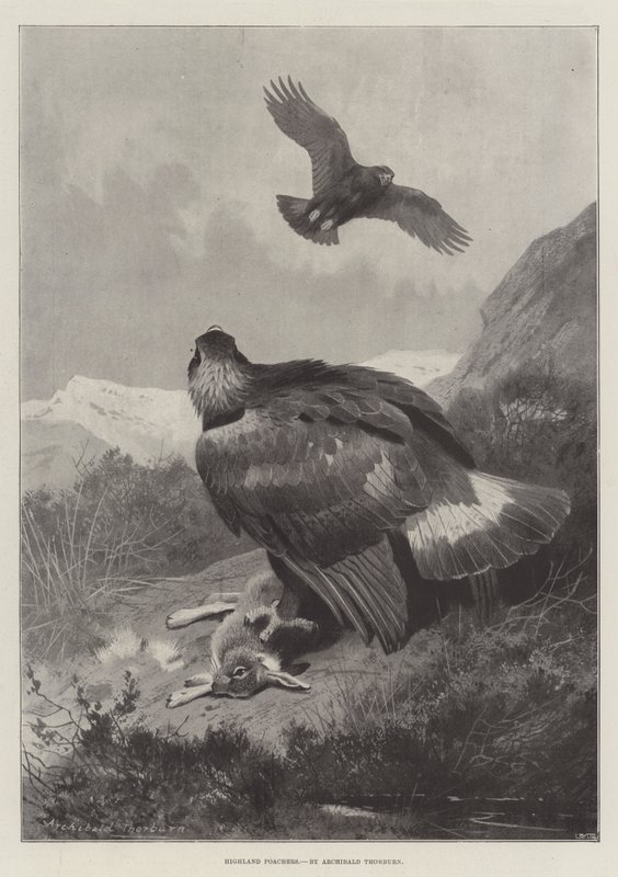 Caçadores das Terras Altas de Archibald Thorburn