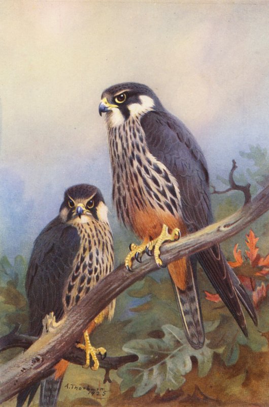 Hobby (masculino e feminino) (litografia a cores) de Archibald Thorburn