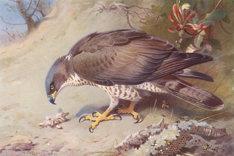 Melão (litografia a cores) de Archibald Thorburn
