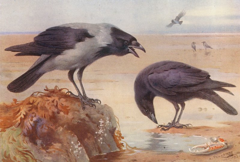 Corvo de capuz, Corvo de carniça (litografia a cores) de Archibald Thorburn