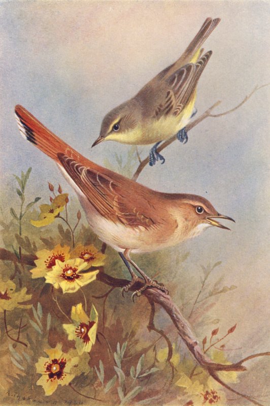Toutinegra-de-barrete, toutinegra-de-barrete (litografia a cores) de Archibald Thorburn