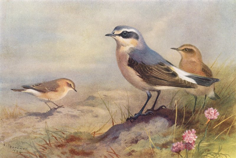Isabelline Wheatear, Wheatear (macho e fêmea) (litografia a cores) de Archibald Thorburn