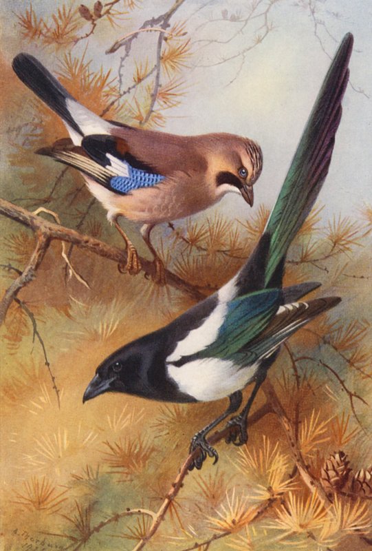 Jay, pega (litografia a cores) de Archibald Thorburn