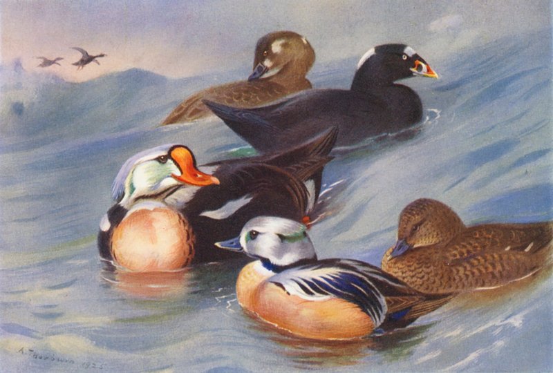 Edredão-real, pato-mergulhão (macho e fêmea), edredão-de-Steller (macho e fêmea) (litografia a cores) de Archibald Thorburn