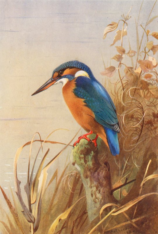 Martim-pescador (litografia a cores) de Archibald Thorburn