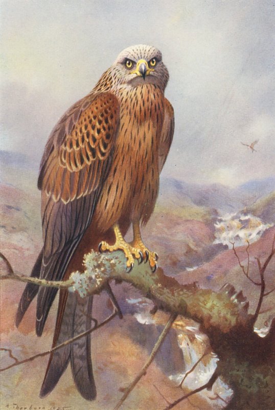 Papagaio (litografia a cores) de Archibald Thorburn